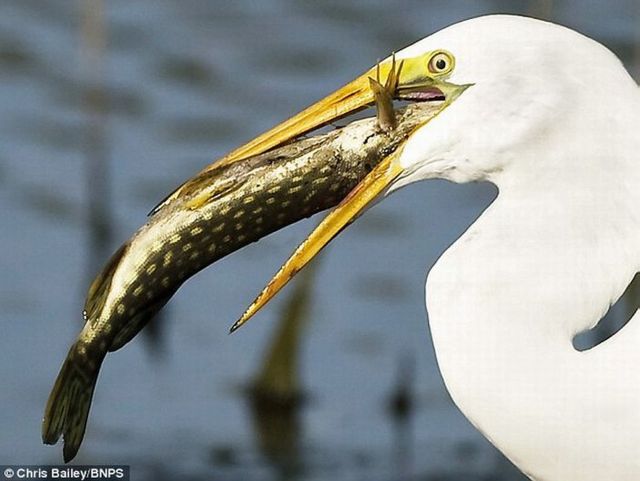 Fish Jumps Directly in Heron’s Mouth (3 pics)