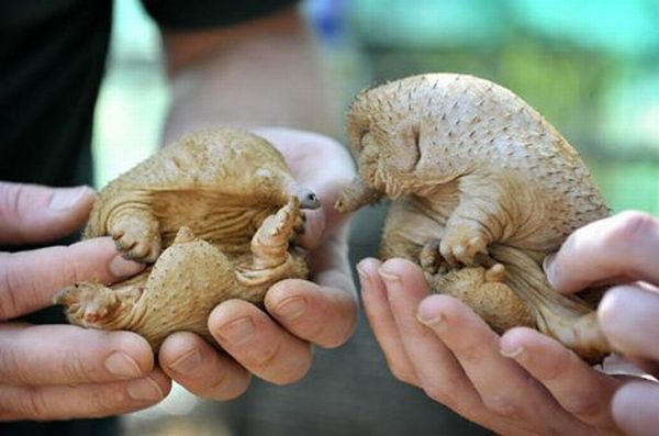 Bald Spiny Anteaters (8 pics)