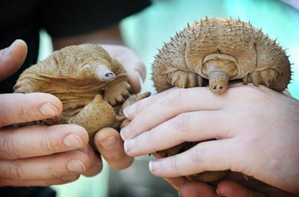 Bald Spiny Anteaters (8 pics)