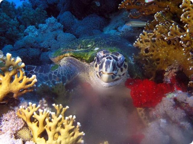 Beautiful Underwater Photographs (13 pics)