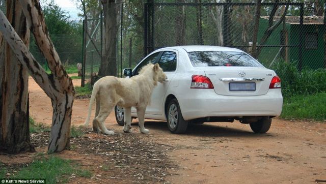 Trip to Safari Park Almost Became Fatal for the Whole Family (6 pics)