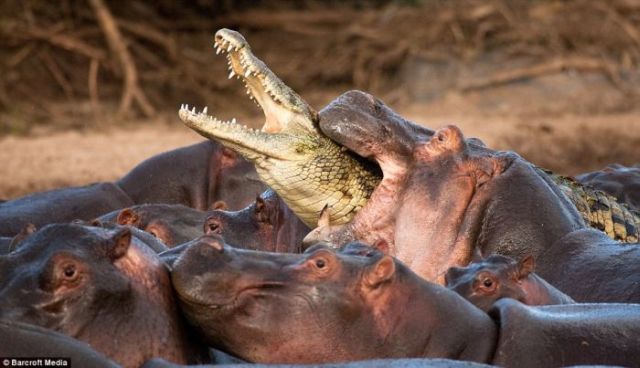 Very Rare Battle Between a Crocodile and Hippos (5 pics)