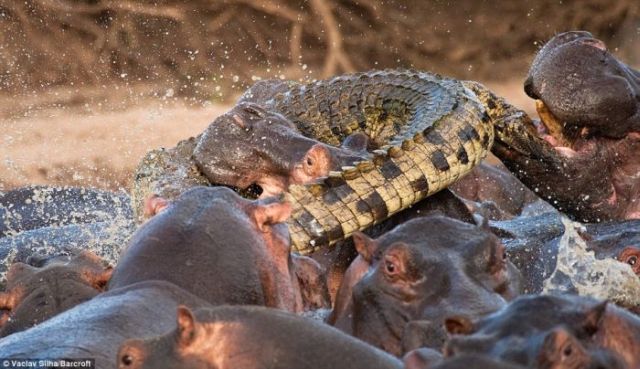 Very Rare Battle Between a Crocodile and Hippos (5 pics)