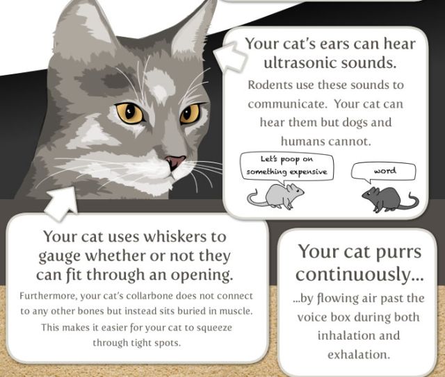 Interesting Facts about Your Cat (8 pics)
