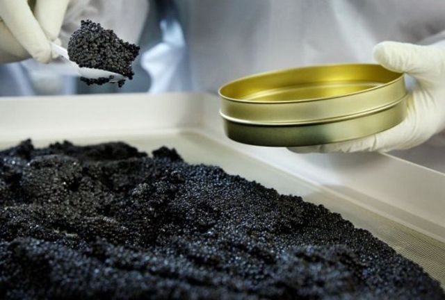 How They Make Black Caviar (24 pics)