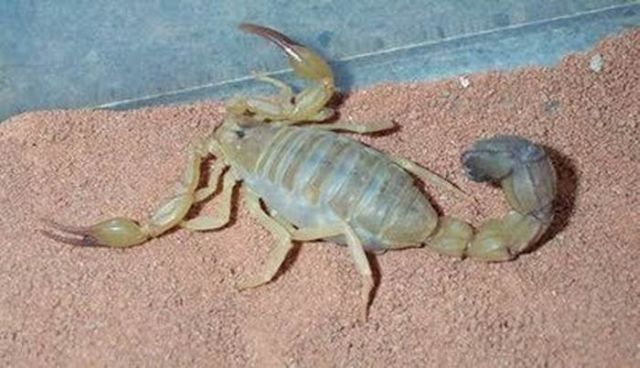 Scorpions Family (7 pics)
