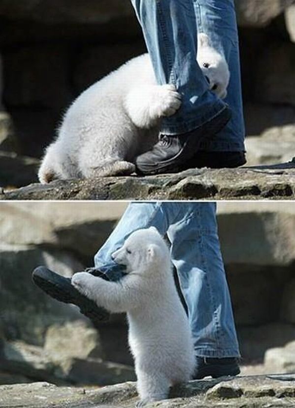 OMG! Polar Bear Attacks Human (4 pics)