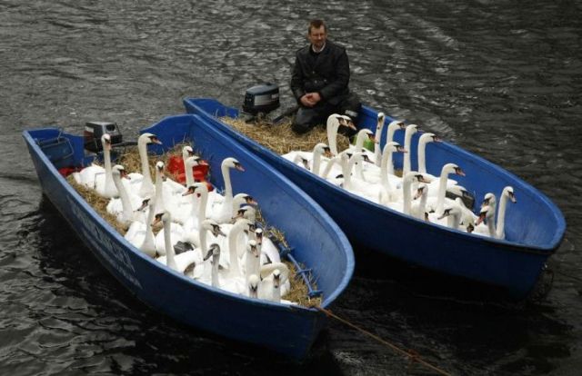 Evacuation of Swans in Hamburg, Germany (5 pics)