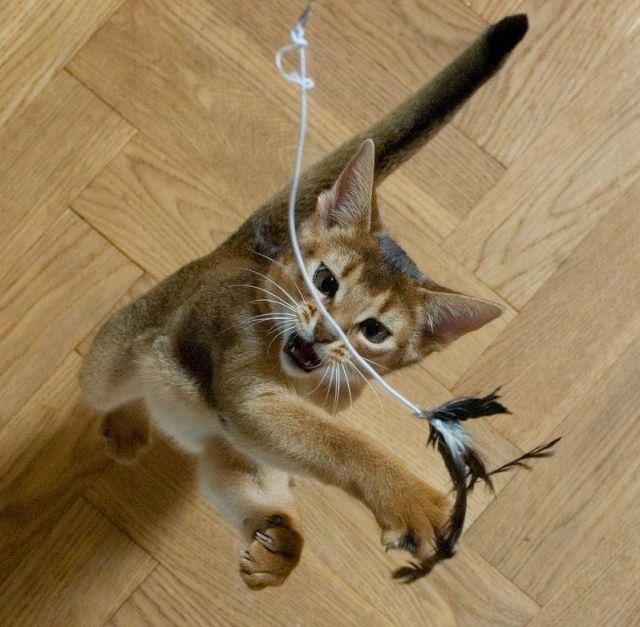 Playing with Cats (12 pics)