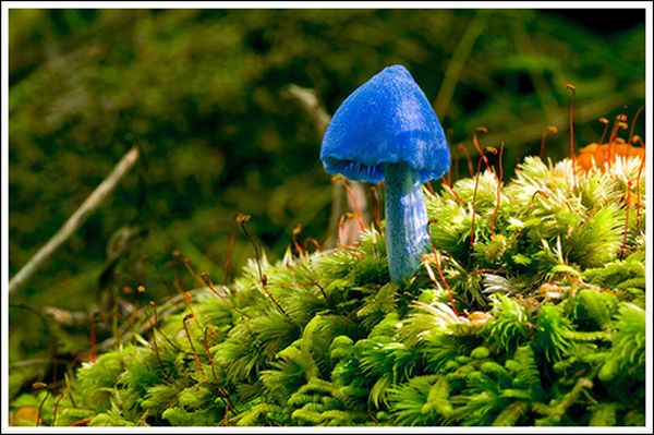 Colorful Mushrooms (10 pics)
