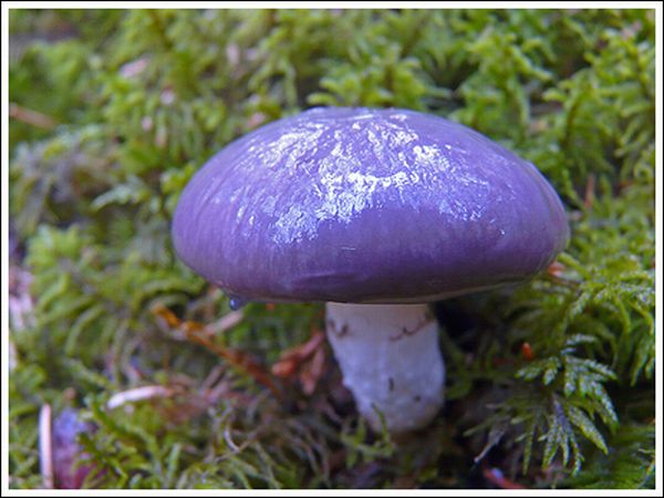 Colorful Mushrooms (10 pics)
