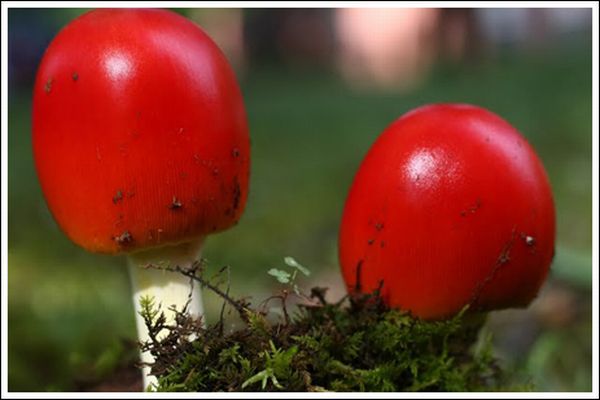 Colorful Mushrooms (10 pics)