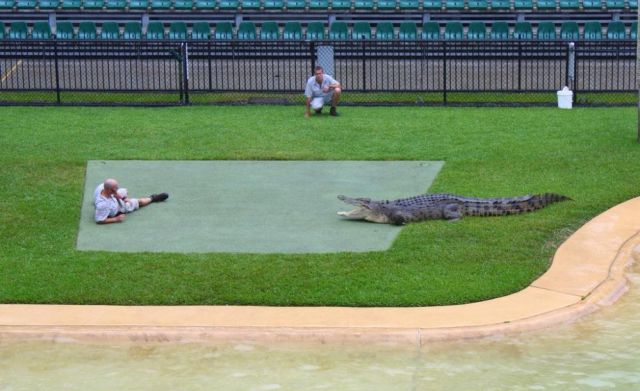 Feeding Crocodiles (28 pics)