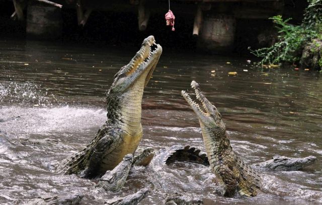 Feeding Crocodiles (28 pics)
