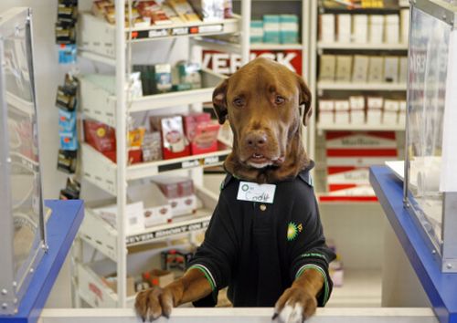 The Dog Employee of the Month (4 pics)