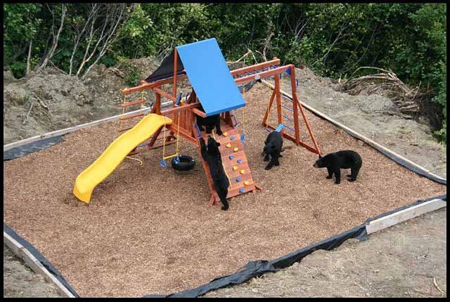 When Bears Squat in the Playground (4 pics)