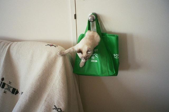 Cats Are Everywhere (48 pics)