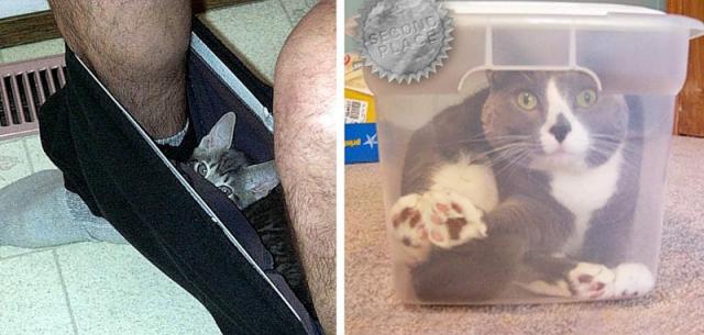 Cats Are Everywhere (48 pics)