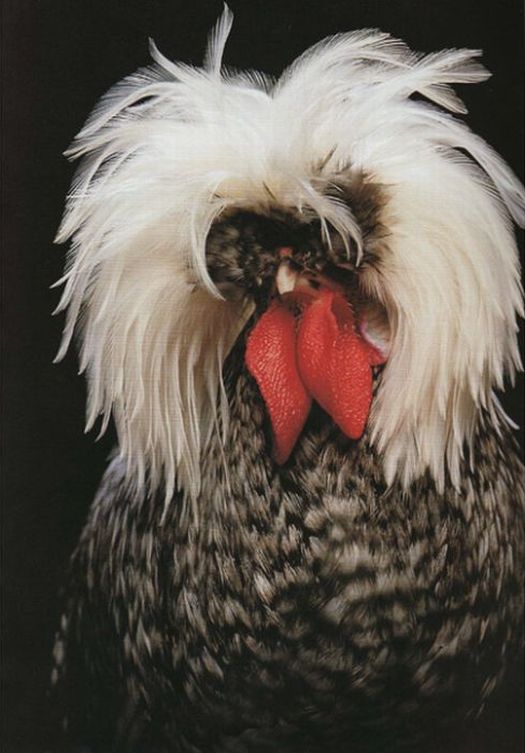 Amazing and Weird Chicken from Around the World (18 pics)