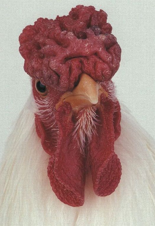 Amazing and Weird Chicken from Around the World (18 pics)