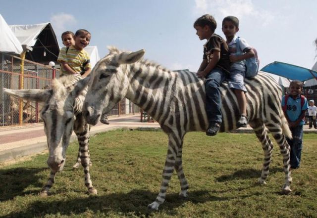 How to Turn Donkey Into Zebra (6 pics)
