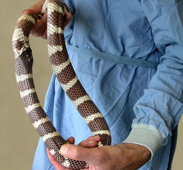 The Most Stupid Snake in the World (2 pics)