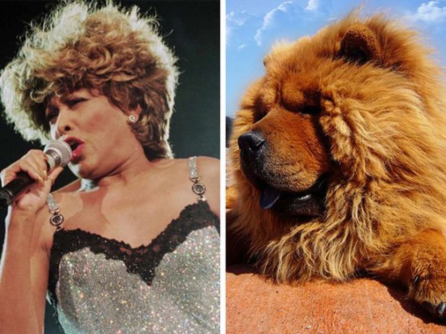 Celebrities That Look Like Animals (22 pics)