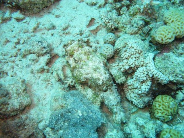 Stonefish (7 pics)