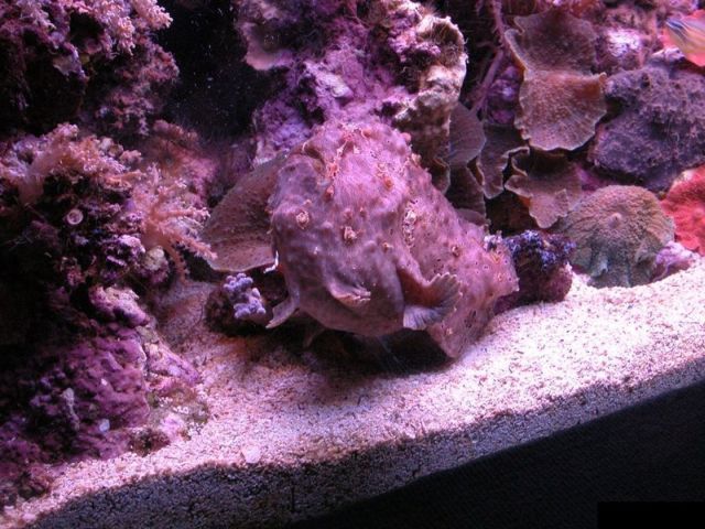 Stonefish (7 pics)