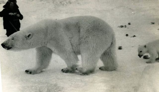 Giving Food to Polar Bears (12 pics)