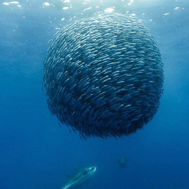 Great Pictures of Inhabitants of the Oceans (15 pics)