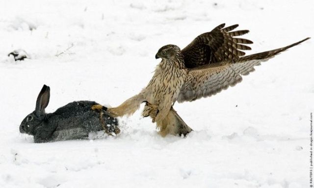 Eagle and Falcon Hunting in Kazakhstan (9 pics)