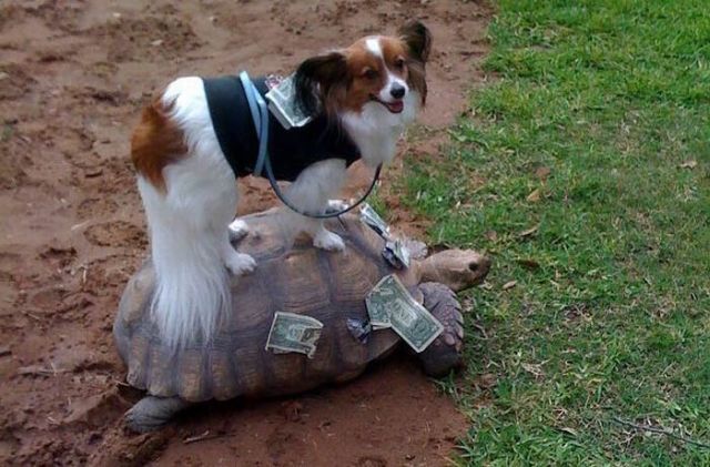These funny animals (38 pics)