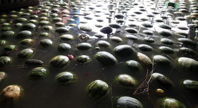 Flood in Brazil…Water Melons Swim Away (12 pics 