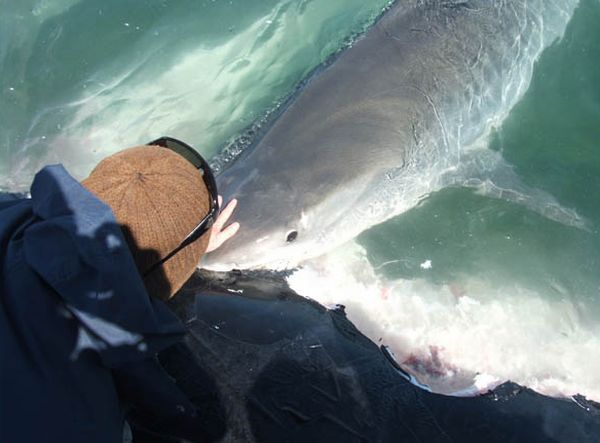 Would You Be Able to Pet a Tiger Shark? (13 pics + 1 video)