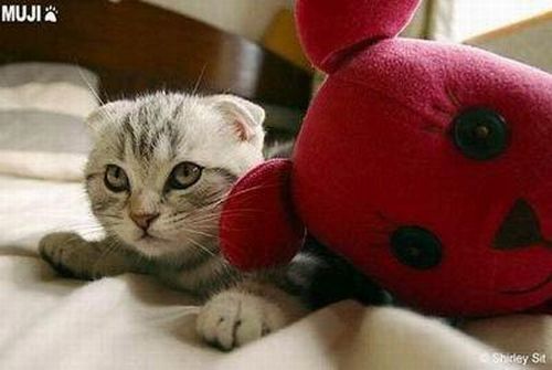 The Cutest Kitty Ever (13 pics)