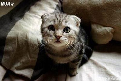 The Cutest Kitty Ever (13 pics)