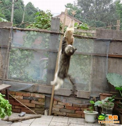 Mission: Impossible (9 pics)