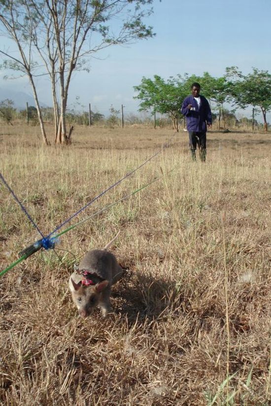Landmines Aren’t a Problem Anymore If You Have HeroRAT (10 pics + text)