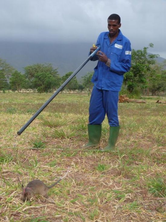 Landmines Aren’t a Problem Anymore If You Have HeroRAT (10 pics + text)