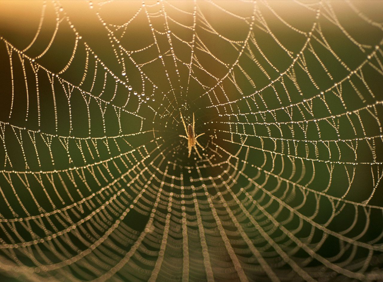 Beautiful Patterns In Nature From National Geographic Part 1 74 Pics