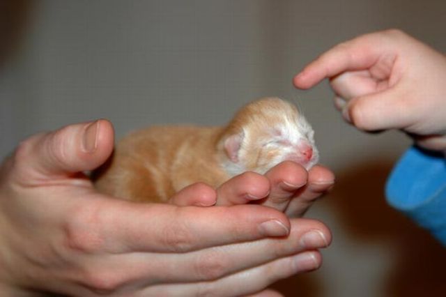 Cute Kitties (111 pics)