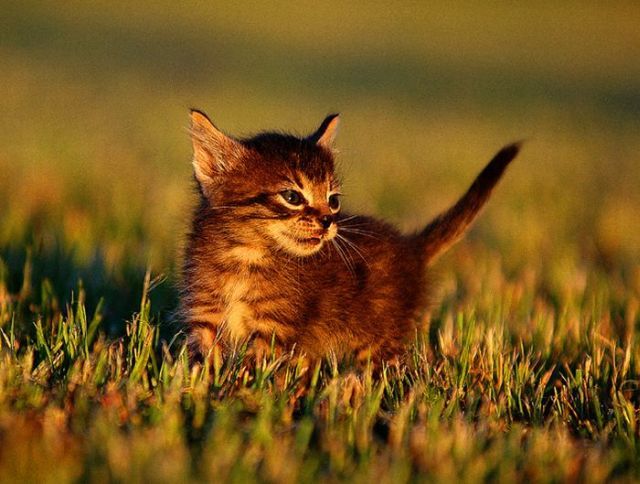 Cute Kitties (111 pics)