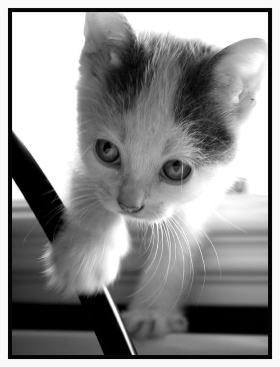 Cute Kitties (111 pics) - Izismile.com