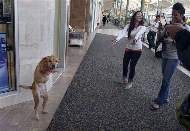 A Dog That Walks Like Humans (21 pics + 1 video)