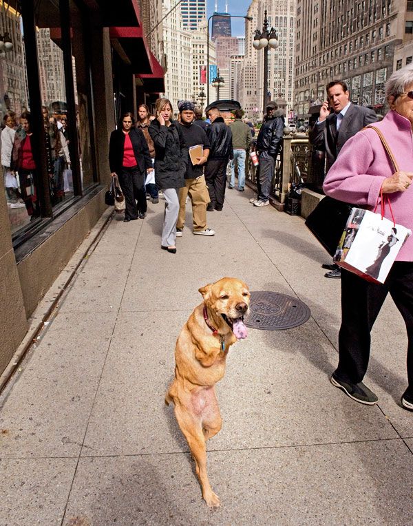 A Dog That Walks Like Humans (21 pics + 1 video)