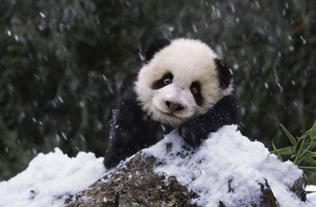 Adorable Panda Family Has Fun in the First Snow (9 pics)