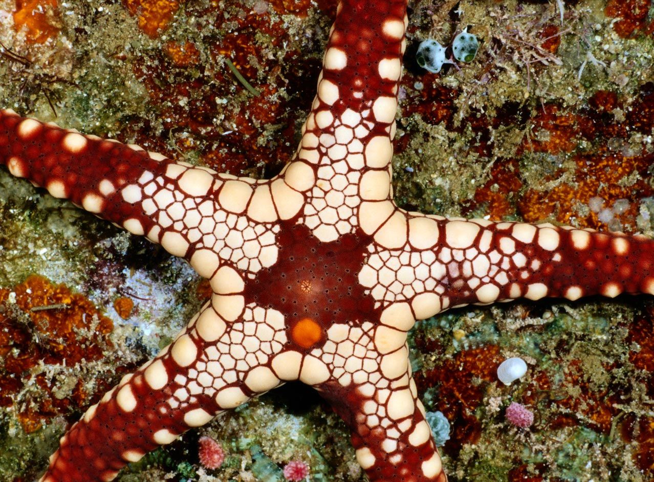 Морские звезды биология. Морская звезда Midgardia Xandaros.. Солястер морская звезда. Необычные морские звезды. Морские обитатели морская звезда.
