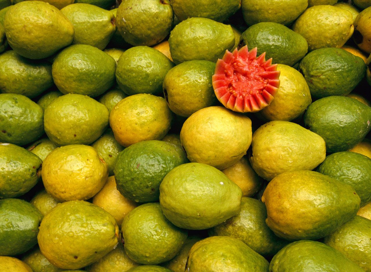Желто зеленый фрукт. Маленький зеленый фрукт фейхоа. Маракуйя гуава. Фейхоа желтая. Папайя, пепино, Карамболь, бергамот, кумкват, личи, питахайя, фейхоа.