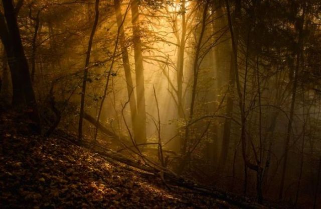 Beautiful Mysterious Forests (22 pics)
